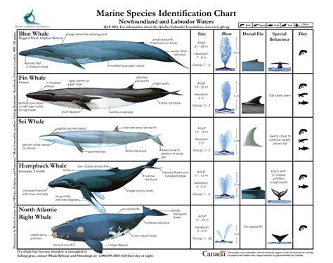 chart of whales by size